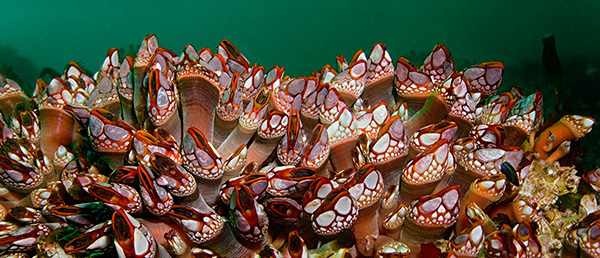 Gooseneck Barnacles