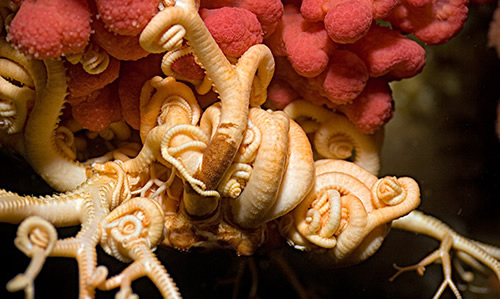 Basket Star