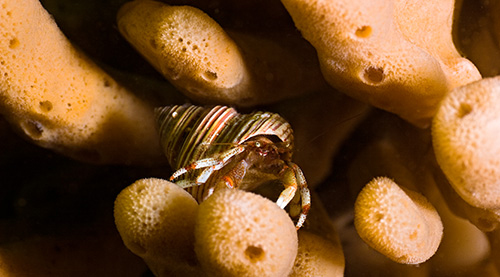 Hermit Crab