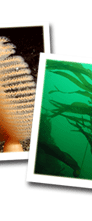 kelp