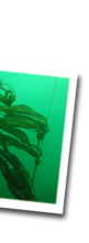 kelp2